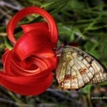 Lilium chalcedonicum,  the shape of Nature …