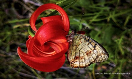Lilium chalcedonicum,  the shape of Nature …