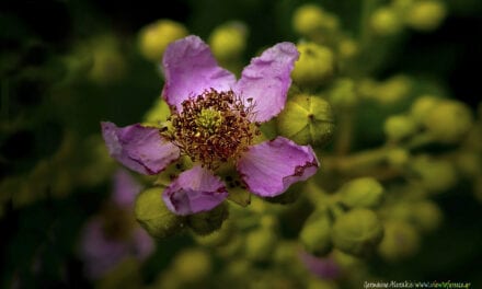 Rubus fruticosus, βγαίνοντας στο φως…