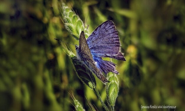 Πεταλούδα “Maculinea arion”,  μια συμβιωτική σχέση…