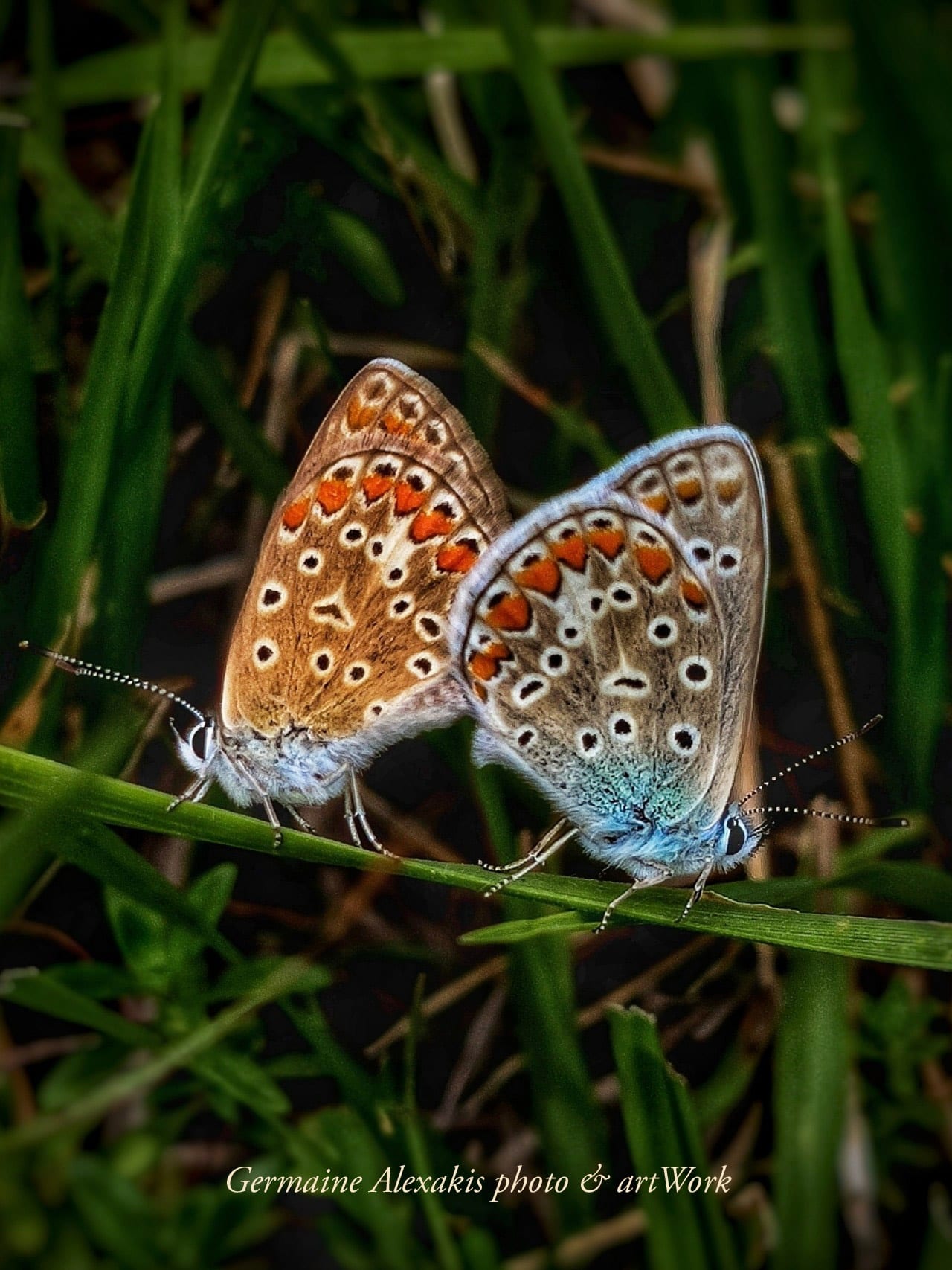 butterfly , two , butterflies, mating , love, together, insects, closeup, photography, greek, nature, commonblue, polyommatus, wondersofnature, uniquemoment, zoom,