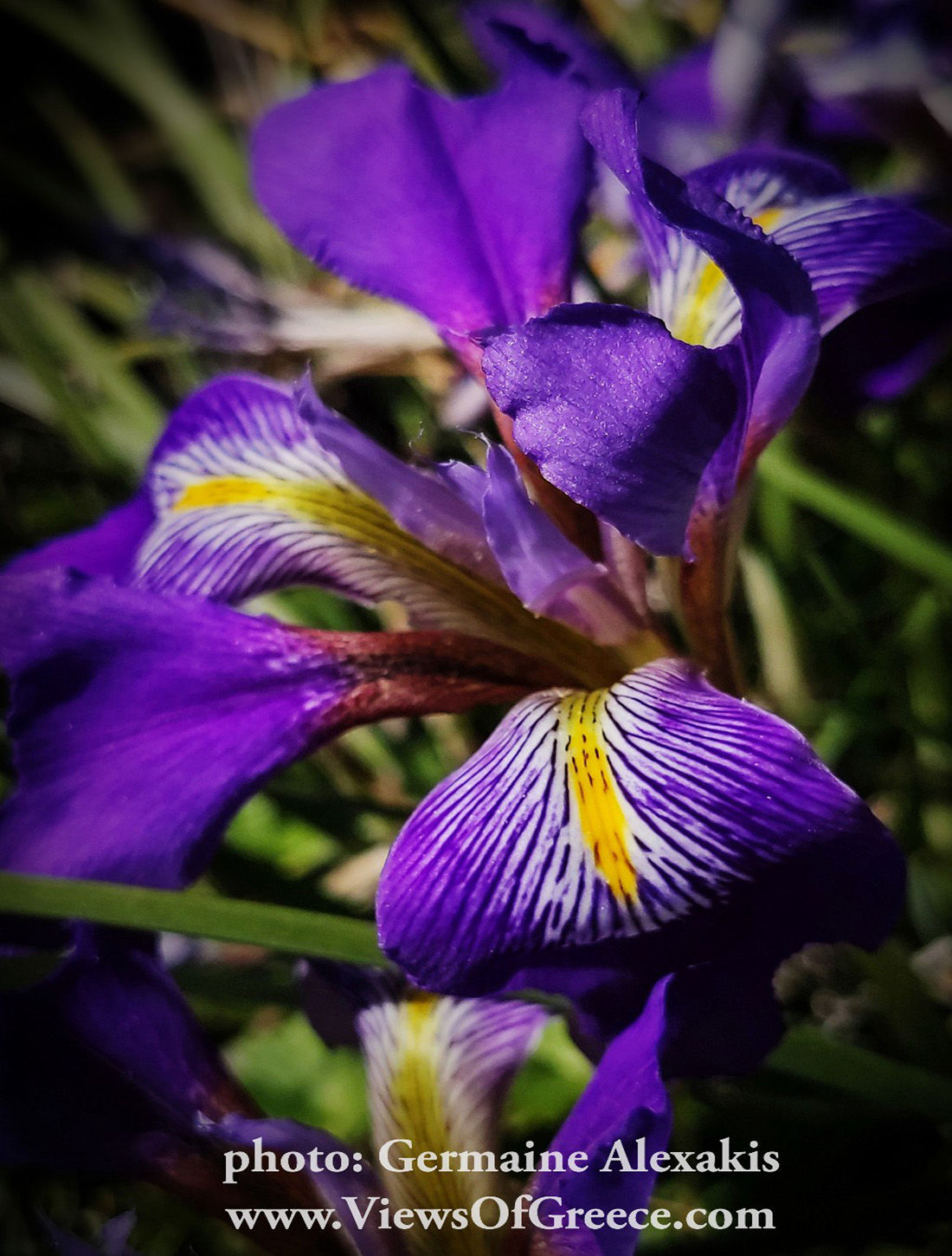 Greek flora, wild flowers, macro, iris cretensis, Ιρις