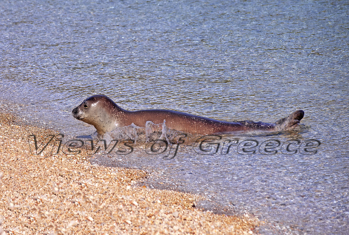 φώκια Monachus monachus , Eθνικό Πάρκο Β. Σποράδων, seal, National park Sporades, Αλόννησος
