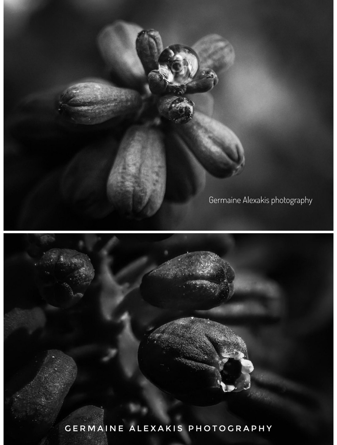 Muscari neglectum, Μούσκαρι, greek flora, wild nature , wild flowers