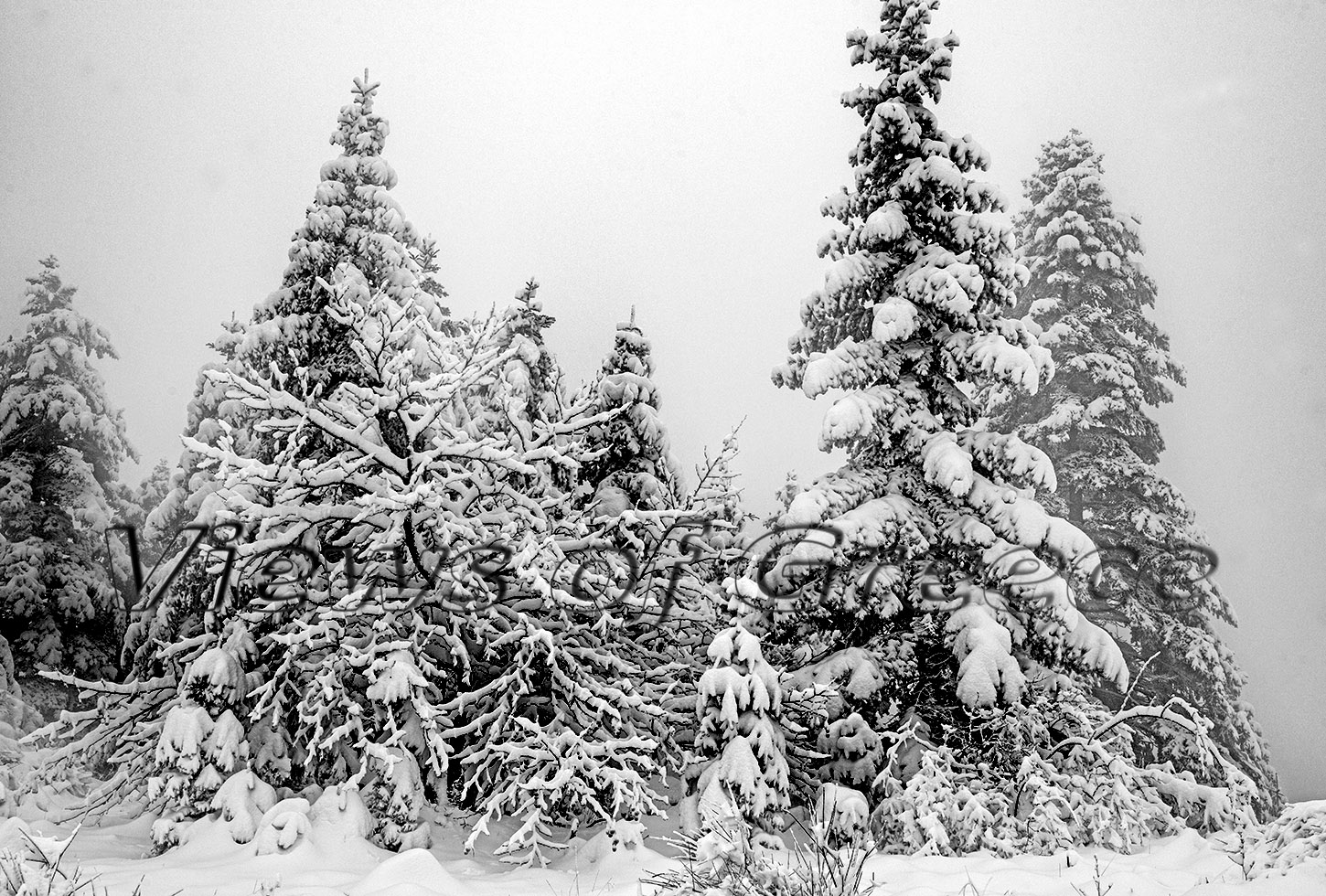 Ω-ΕΛΑΤΟ-Christmas-tree-Δάσος-Λευκής-Ελάτης-στην-Ροδόπ