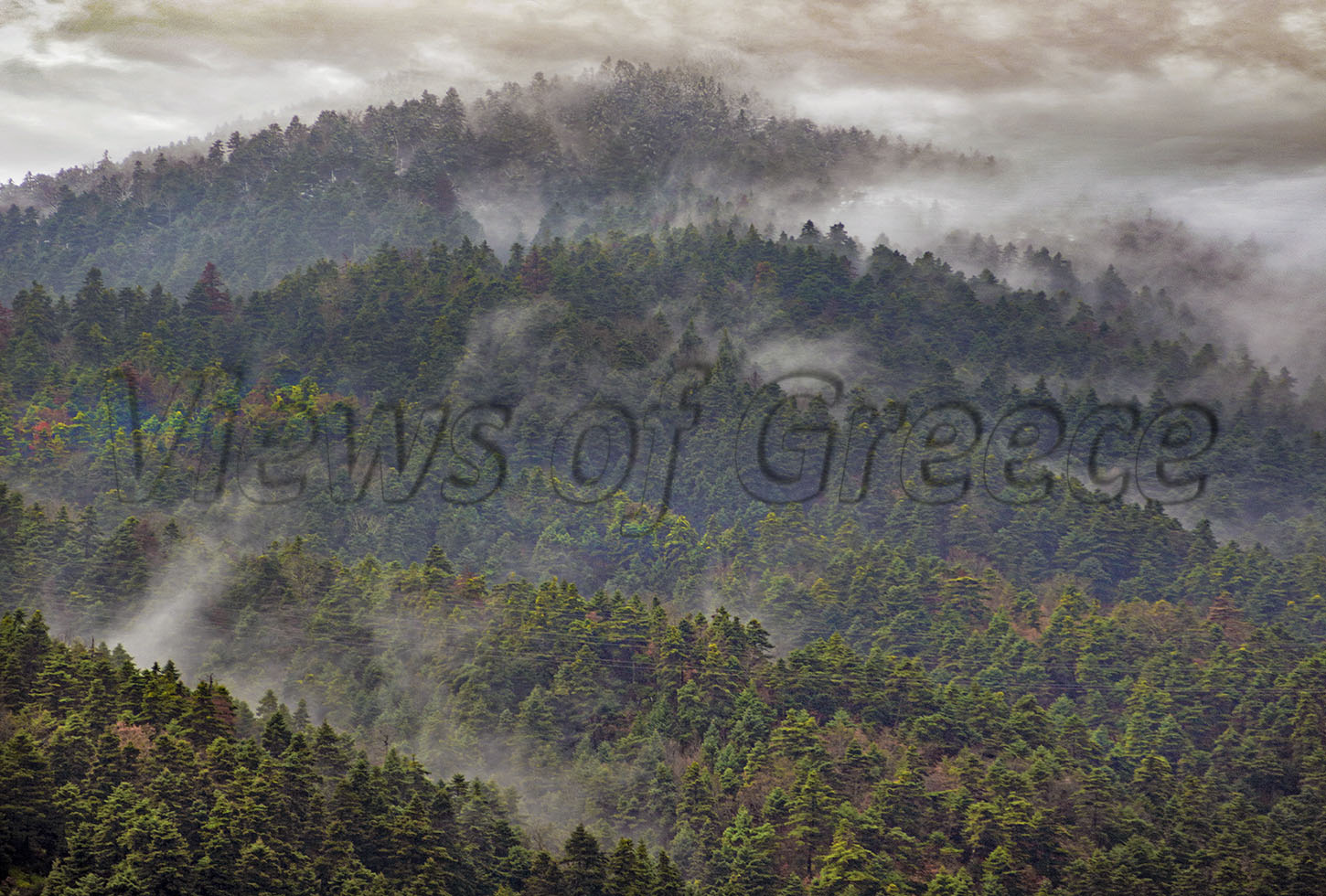 Πρωινές-ομίχλες-στο-ελατόδασος