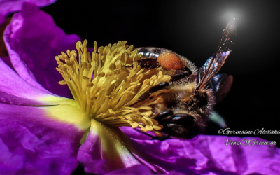 Apis mellifera, ο χορός των μελισσών
