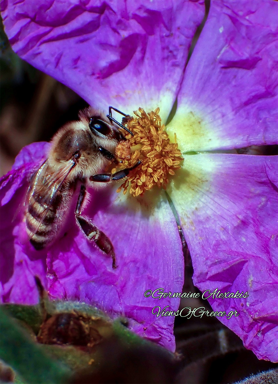 Λαβδανο-προσφέρει-την-γύρη-του-σε-μια-ακούραστη-μέλισσα