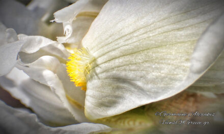 Iris florentiana, φως ανασαίνει…