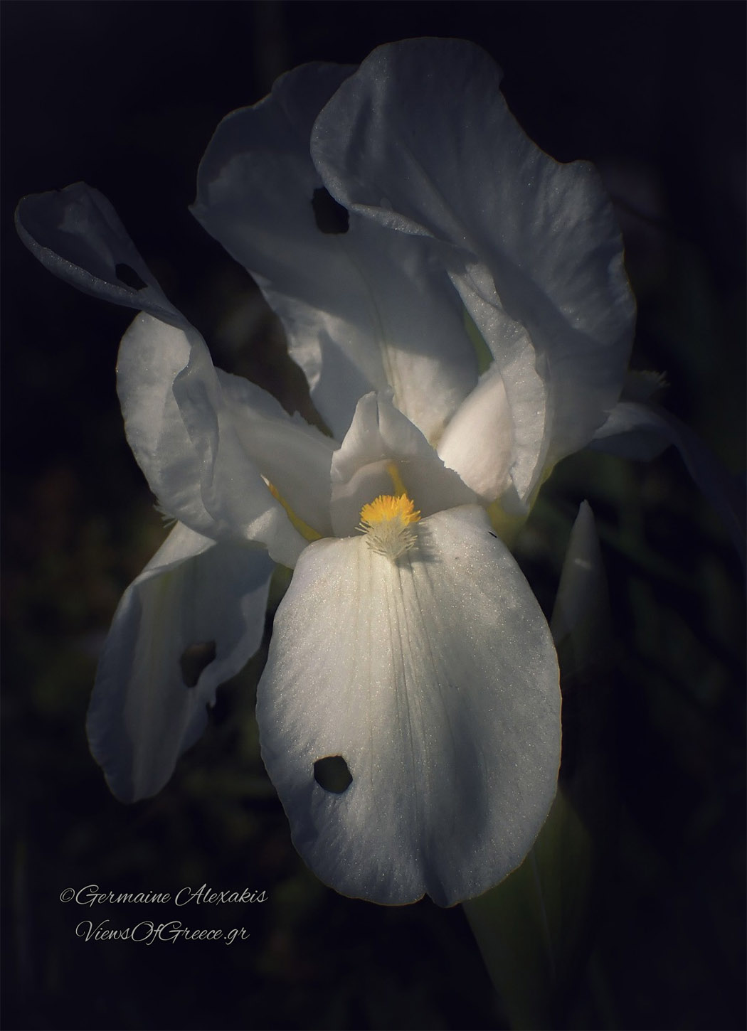 Iris florentiana ΙΡΙΔΑ-ΛΕΥΚΟΣ-ΚΡΙΝΟΣ