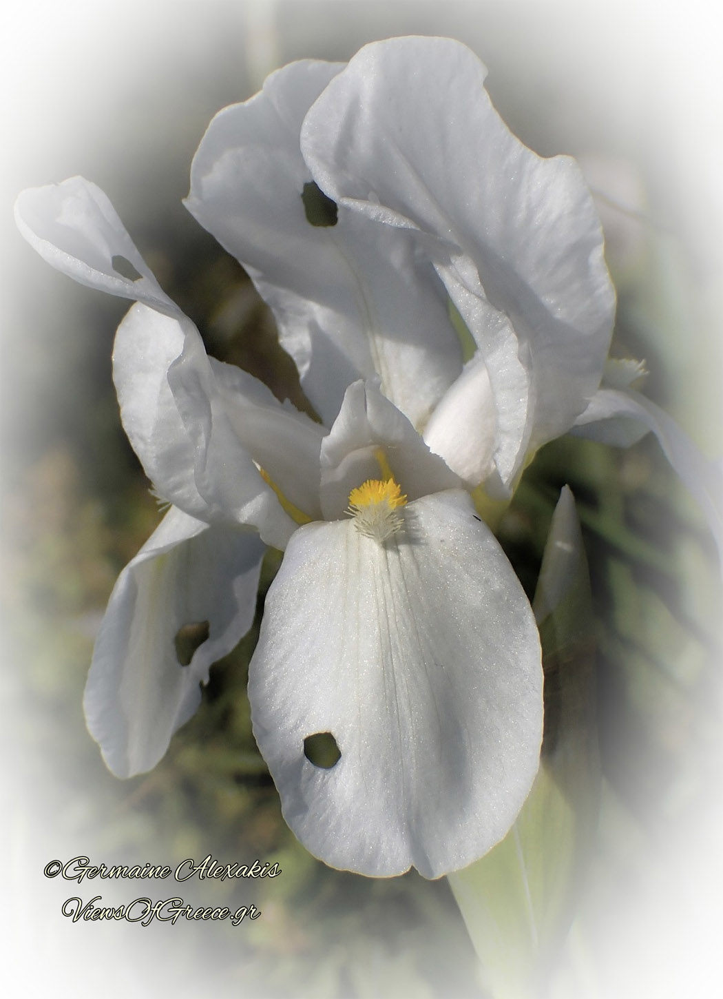 Iris florentiana ΙΡΙΔΑ-ΛΕΥΚΟΣ-ΚΡΙΝΟΣ