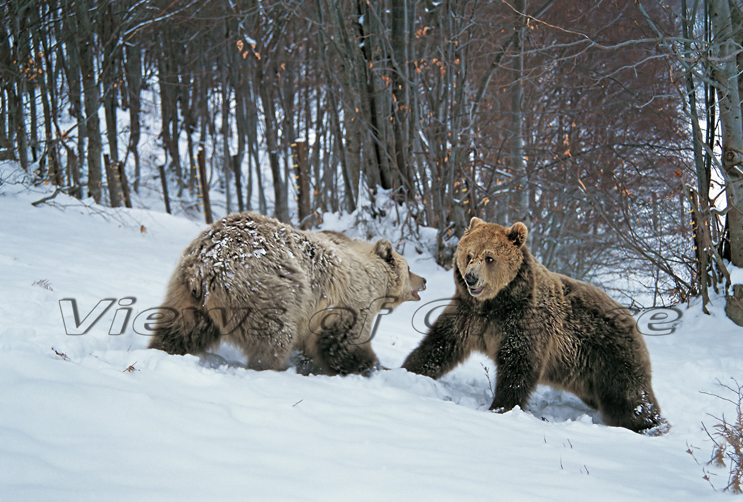ΜΑΚΕΔΟΝΙΑ-ΧΩΡΙΑ-Αρκτούρος-αρκούδες-παίζουν-στο-χιόνι