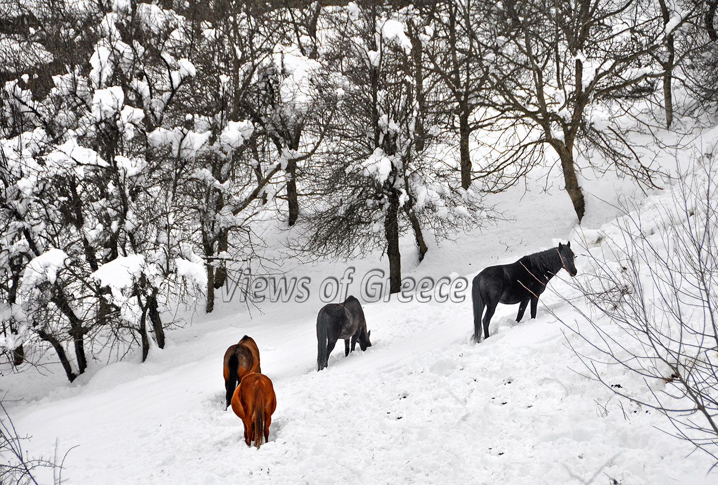 ΜΑΚΕΔΟΝΙΑ-ΧΩΡΙΑ-άλογα-στη-χιονισμένη-Πίνδο