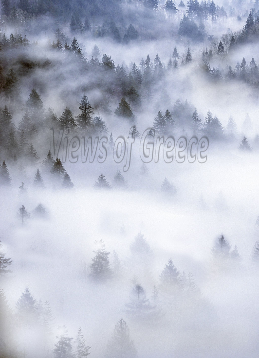 ΡΟΔΟΠΗ-ΘΡΑΚΗ-πρωινή-ομίχλη-στο-δάσος-της-Χαιντούς-στα-ορεινά-της-Ξάνθης